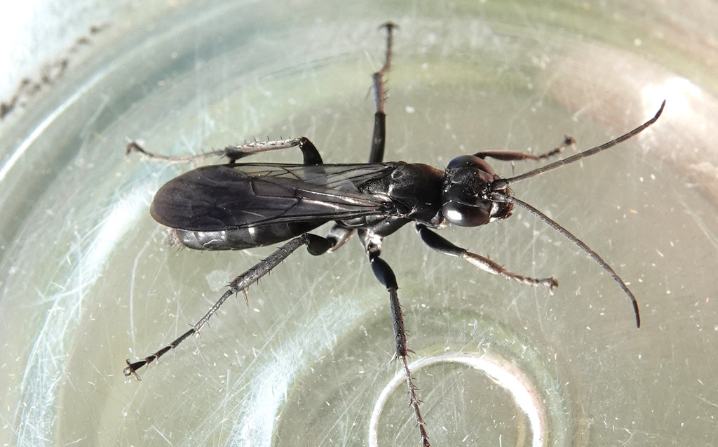 Anoplius