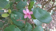 Rhodomyrtus tomentosa