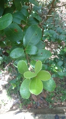 Rhodomyrtus tomentosa
