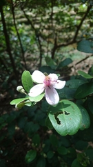 Rhodomyrtus tomentosa