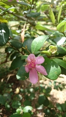 Rhodomyrtus tomentosa