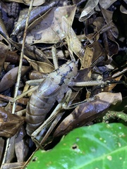 Nesoecia insignis