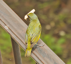 Euphonia hirundinacea