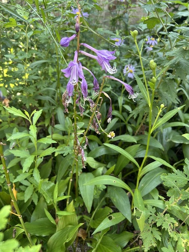 Hosta longipes (Hosta longipes)