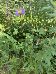 Aster koraiensis