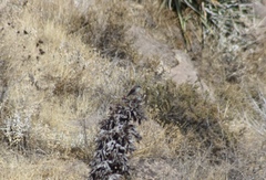 Ochthoeca leucophrys