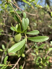 Diospyros lycioides lycioides