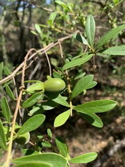 Diospyros lycioides lycioides