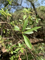 Diospyros lycioides lycioides