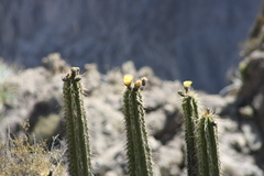 Corryocactus brevistylus