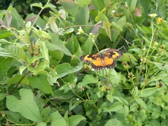 Chlosyne lacinia saundersi
