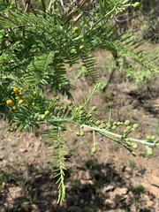 Vachellia davyi
