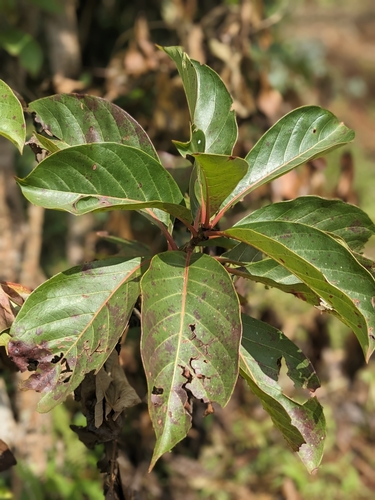 Mexican Pepperbush
