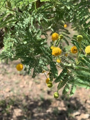 Vachellia davyi