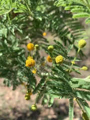 Vachellia davyi
