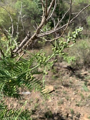 Vachellia davyi