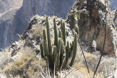 Corryocactus brevistylus