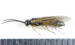 Strongylogaster macula