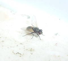 Musca domestica