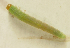 Strongylogaster macula