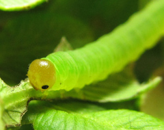 Strongylogaster macula