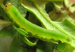 Strongylogaster macula