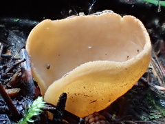 Otidea alutacea