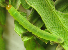 Strongylogaster macula