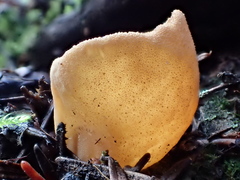 Otidea alutacea