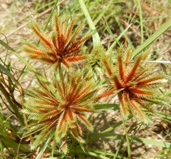 Cyperus granitophilus