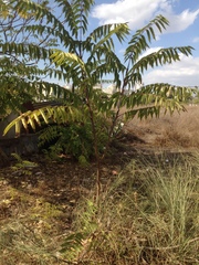 Ailanthus altissima