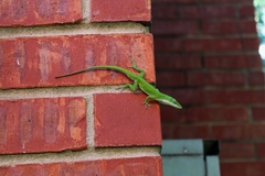 Anolis carolinensis