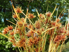 Cyperus granitophilus