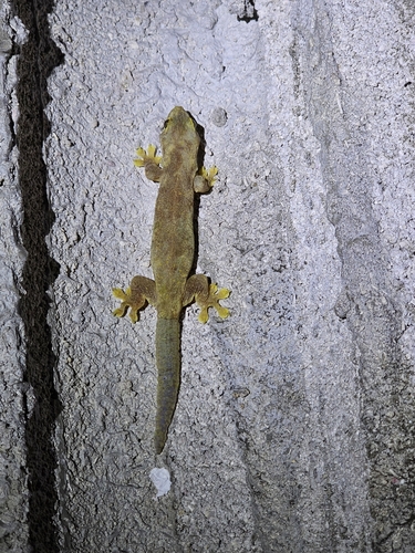 Perochirus ateles observed 2025-08-21