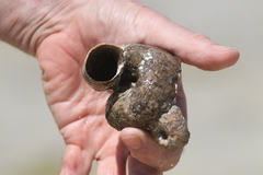 Vermetoidea