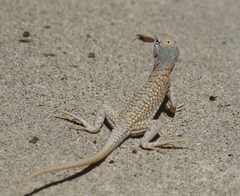 Chalarodon madagascariensis