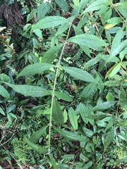Callicarpa randaiensis