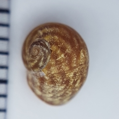 Littorina obtusata