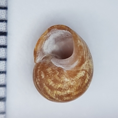 Littorina obtusata