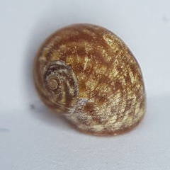 Littorina obtusata