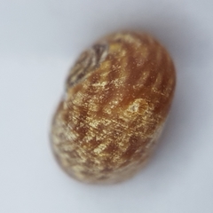Littorina obtusata