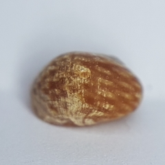 Littorina obtusata