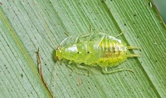 Mediastinia