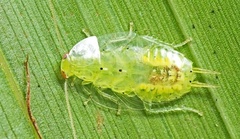 Mediastinia