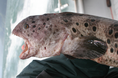 Anarrhichthys ocellatus