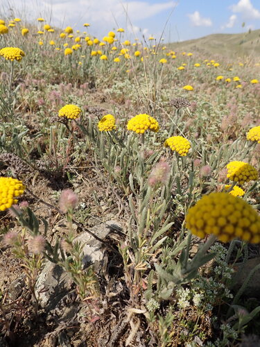 Achillea coarctata