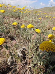 Achillea coarctata, photograph (c) Salza Palpurina, some rights reserved (CC BY)