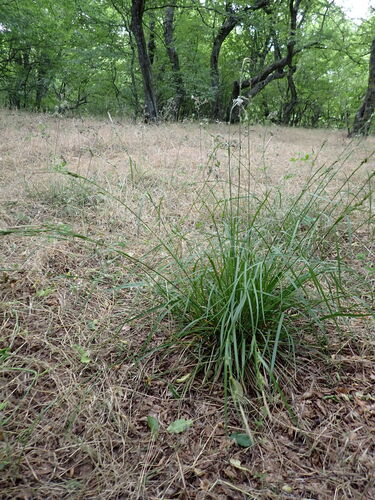 Starved Wood-sedge (Carex depauperata)