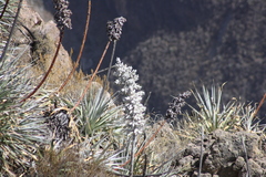Puya densiflora