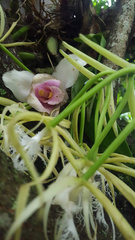 Lycaste virginalis